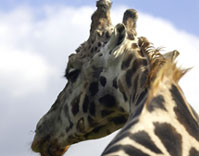 South Africa truly is a world within one country